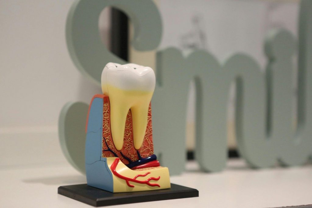 a model of a tooth on a white table