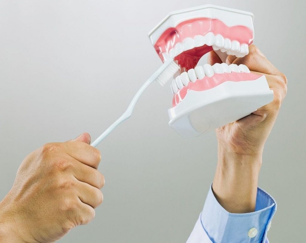 Close-up of hands demonstrating brushing on dental model for dentistry education
